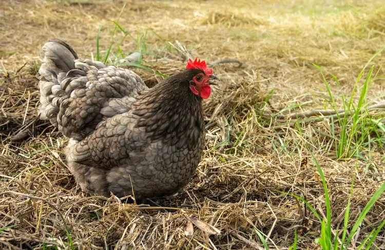 Australorp azul