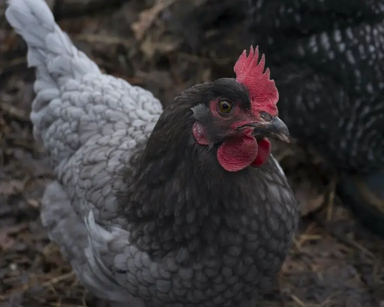 Pollo con gemas de zafiro