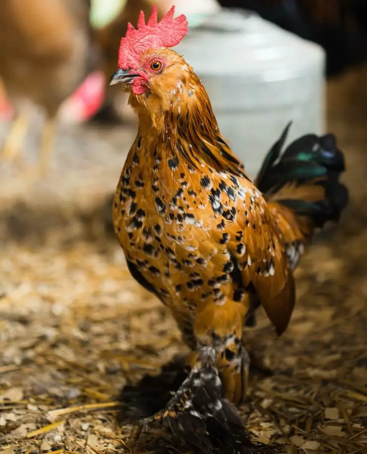 Mille Fleur d'Uccle Primer plano