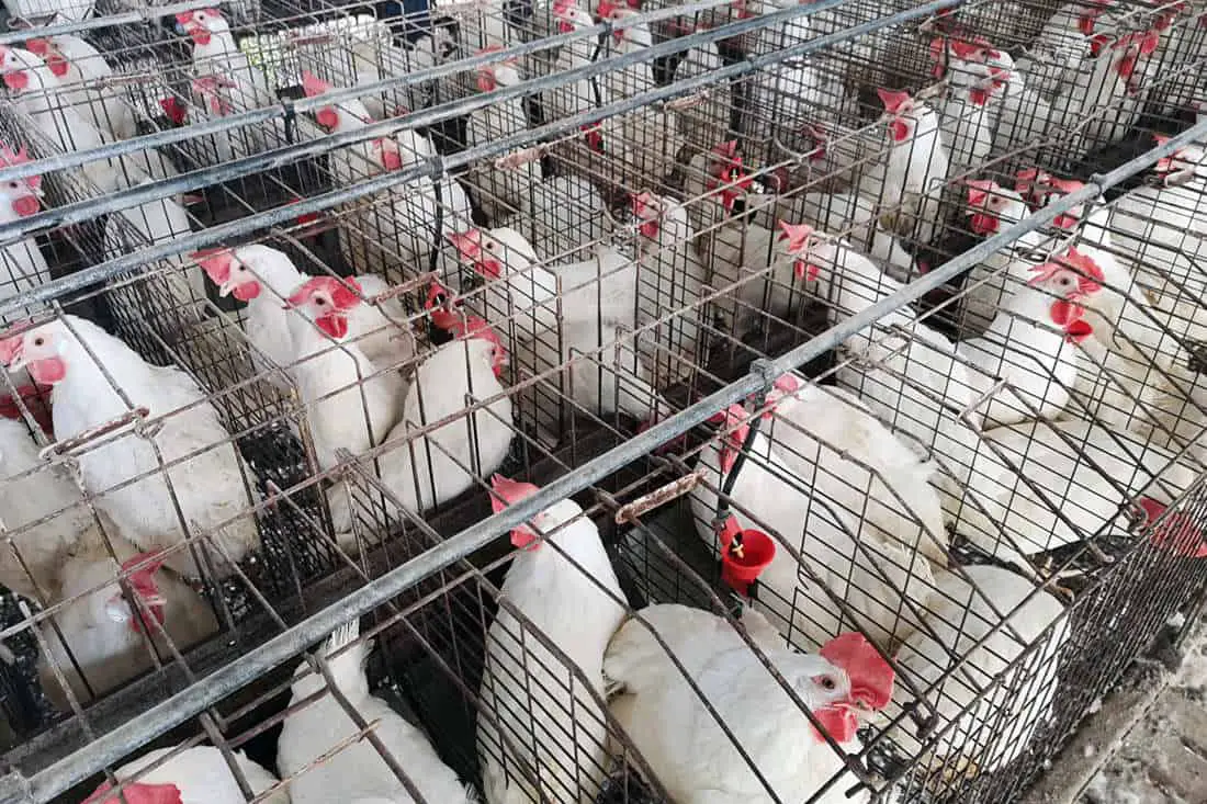 como criar pollos para carne