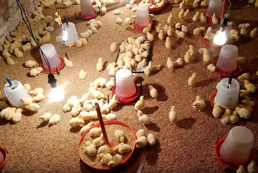 criar pollos para carne