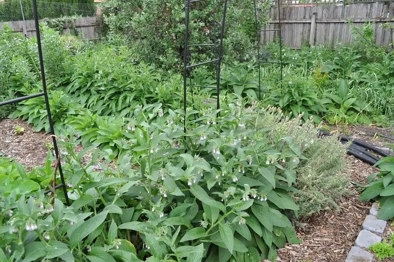 alimento para pollos economico