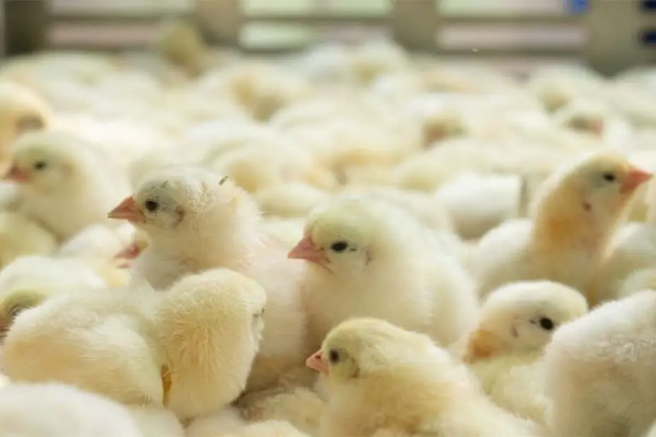 Criaderos de pollos en Alabama