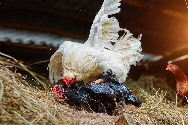 Apareamiento de gallo y pollo