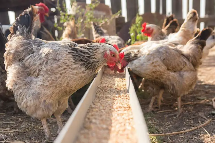 pollos comiendo alimento