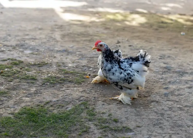 Gallo de Pekín