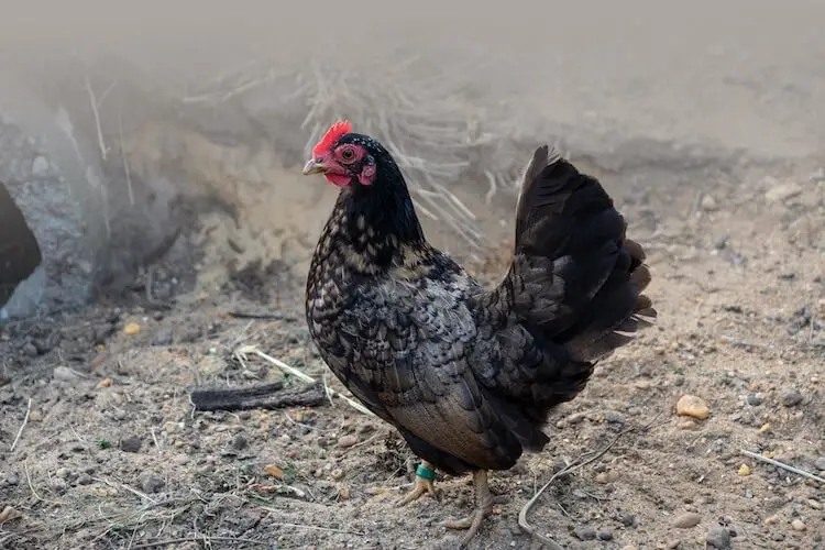 gallo japonés