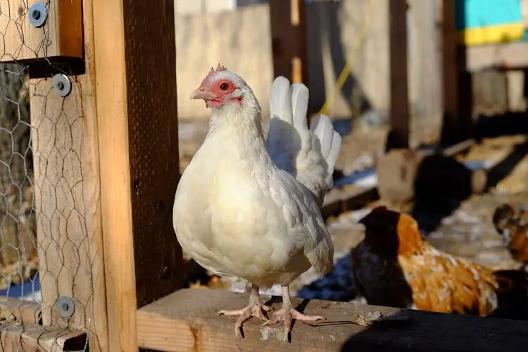 Pollo Serama Blanco