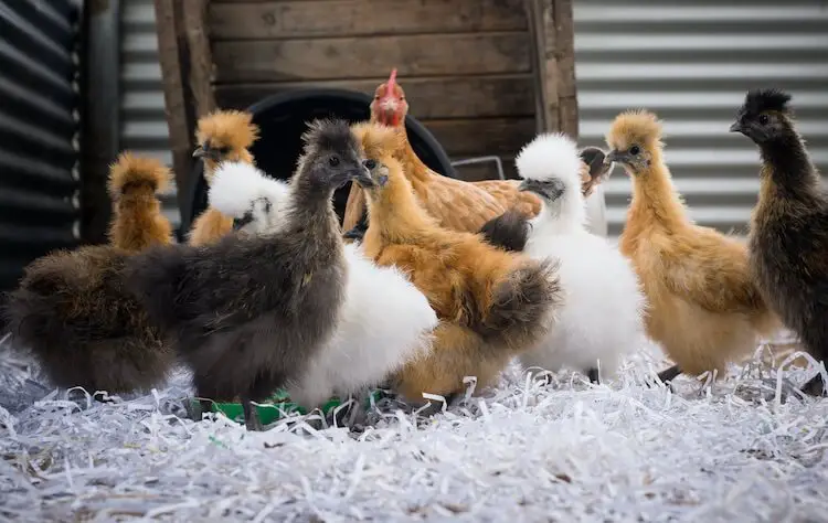 Pollos Silkie Marrón