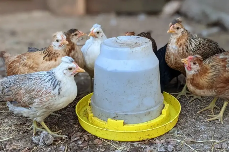raza de gallina islandesa