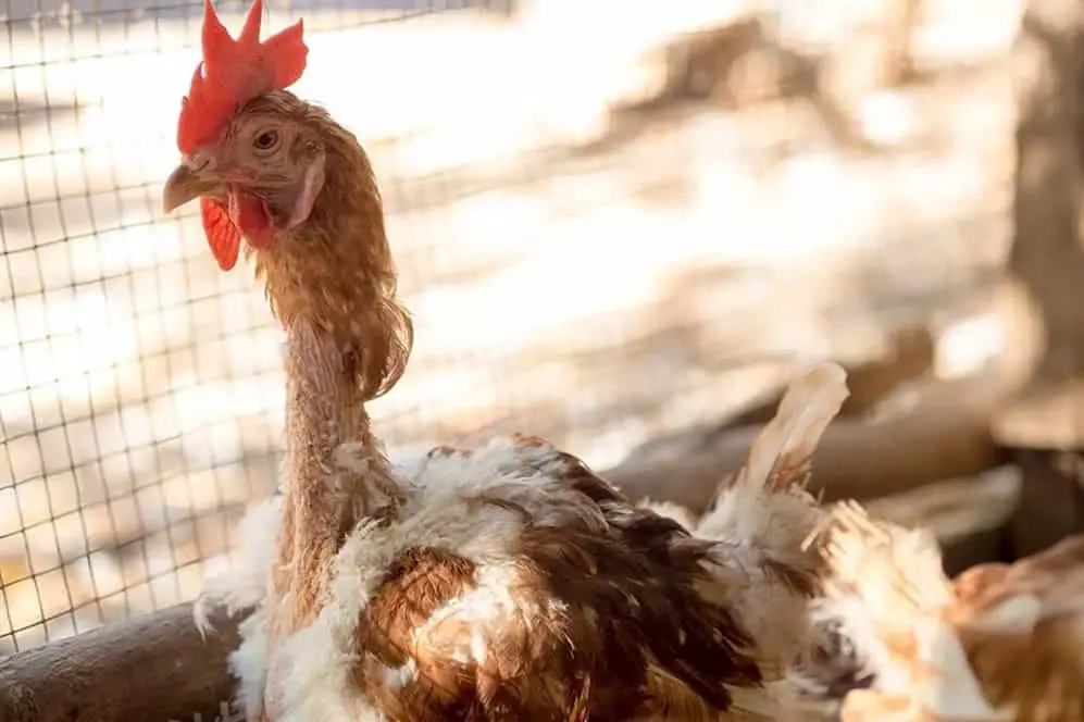¿Qué hace que los pollos coman plumas?