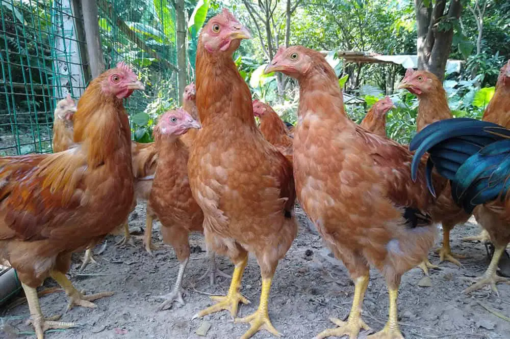 ¿Volverán a crecer las plumas de pollo?