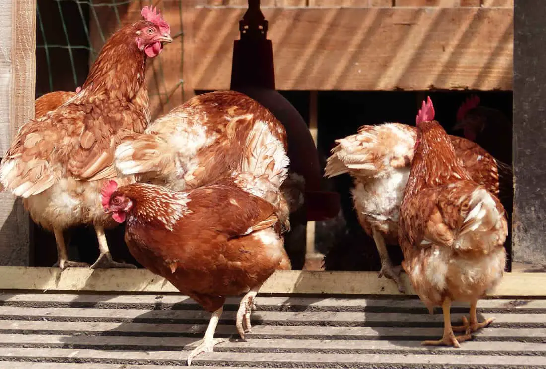 Asegúrate de que la temperatura del gallinero sea cómoda.