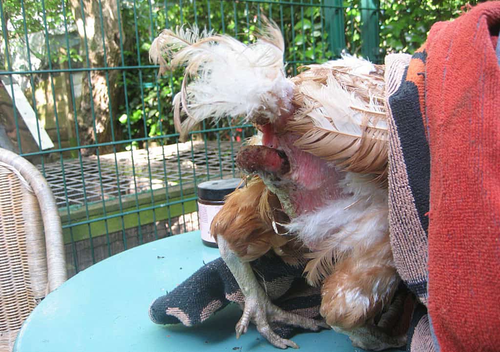 fotos de vent gleet en pollos