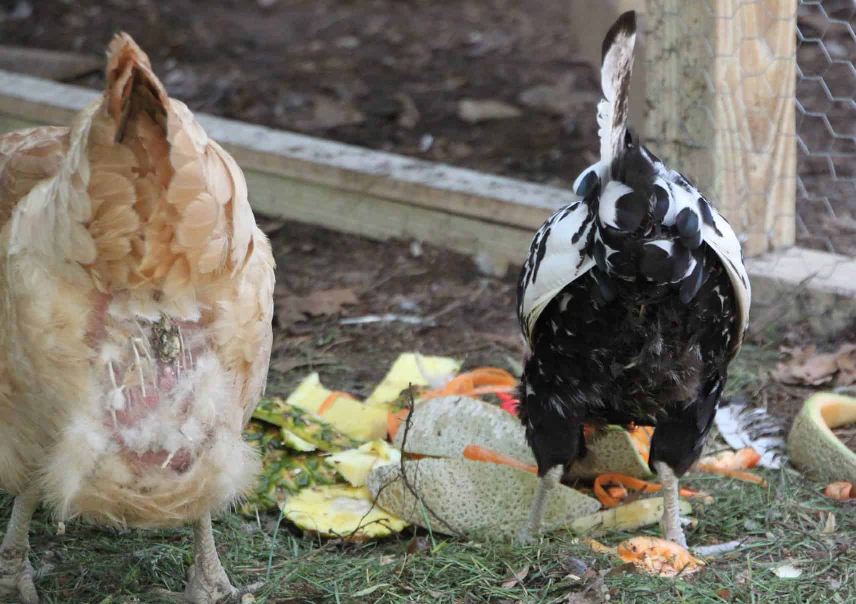 ventilación gleet en pollos