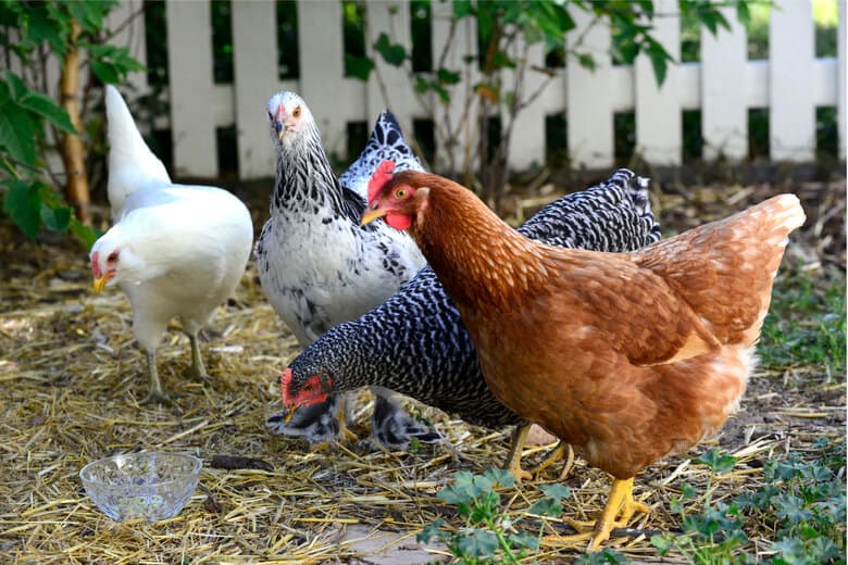 glet de ventilación de pollo