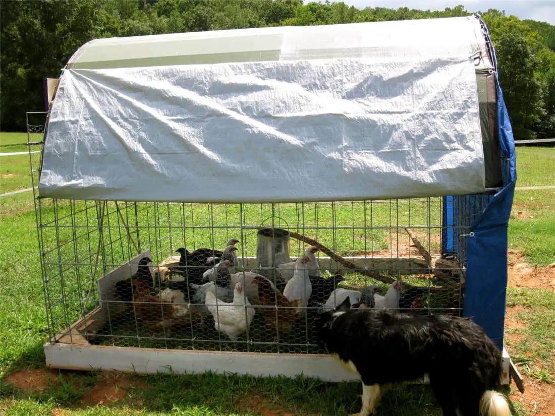 planes de tractor de pollo con ruedas