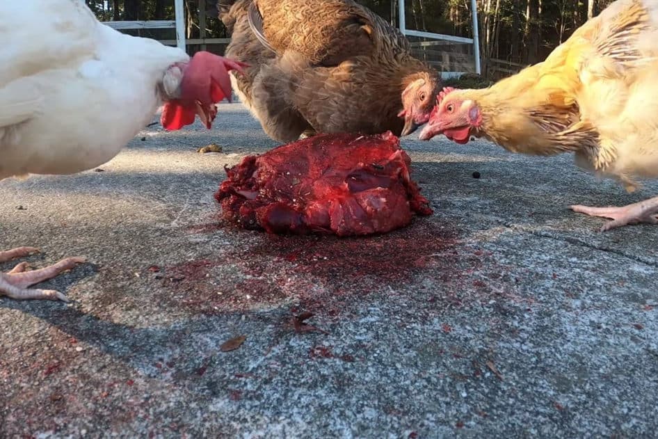 ¿Qué tipo de carne pueden comer los pollos?