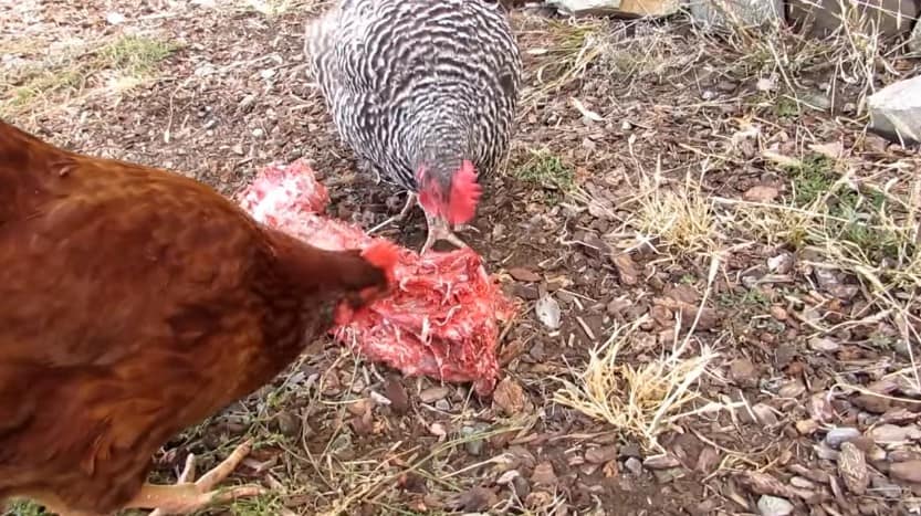¿Qué tipos de carne no son adecuados para pollos?