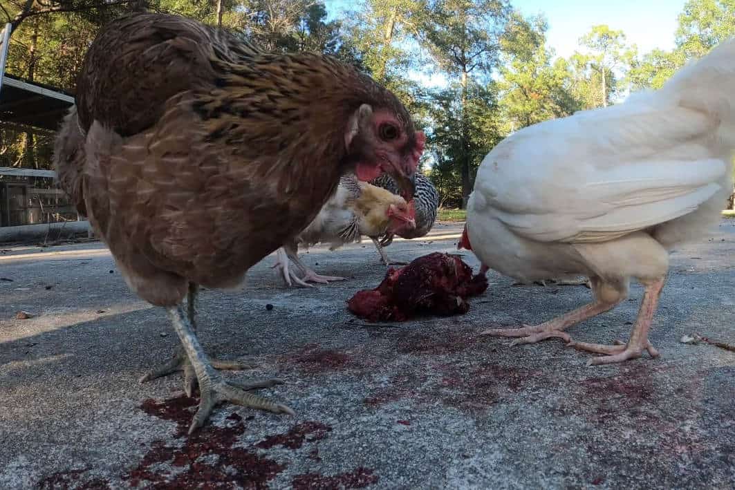 ¿Cómo puedo alimentar con seguridad carne a los pollos?