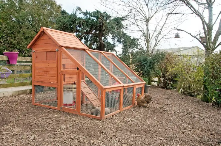 Gallinero
