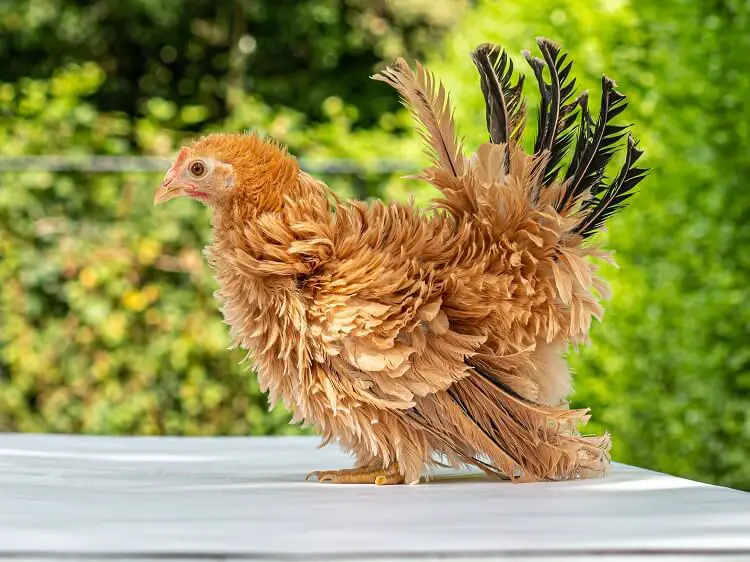 Frizzle gallo japonés