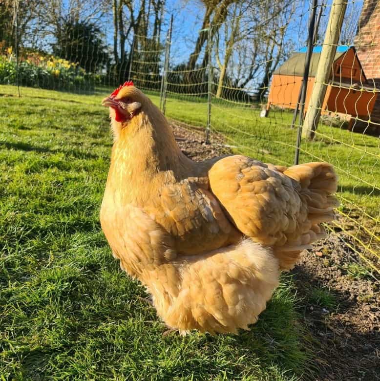 Buff Orpington