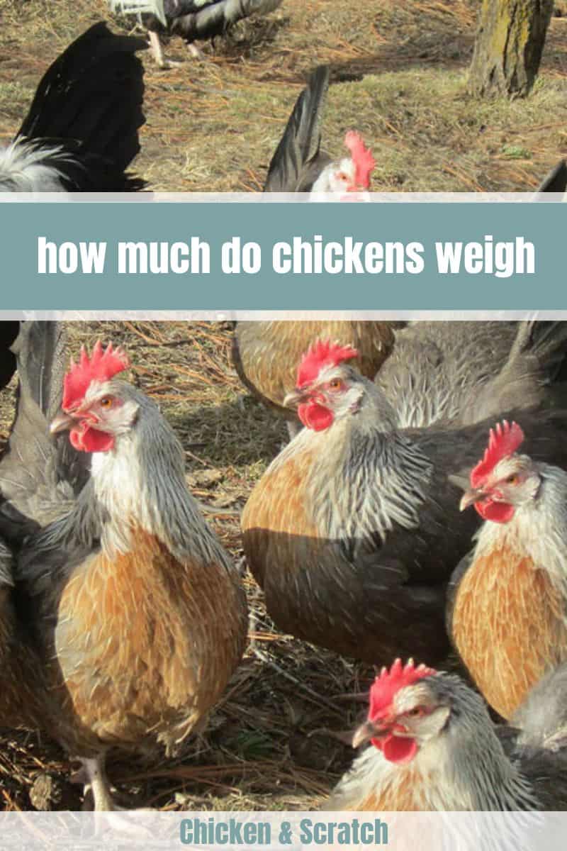 cuanto pesan las gallinas