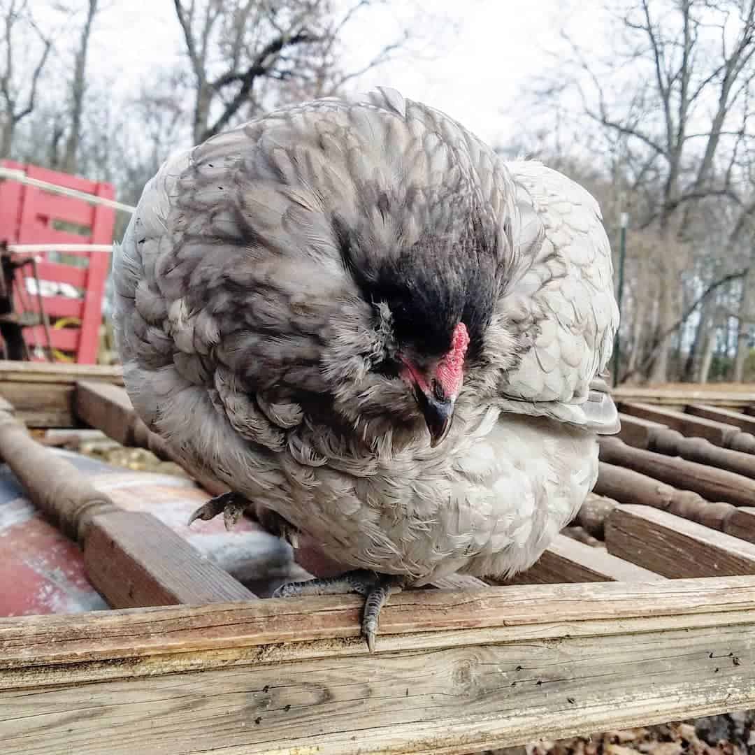 cuello torcido en pollos