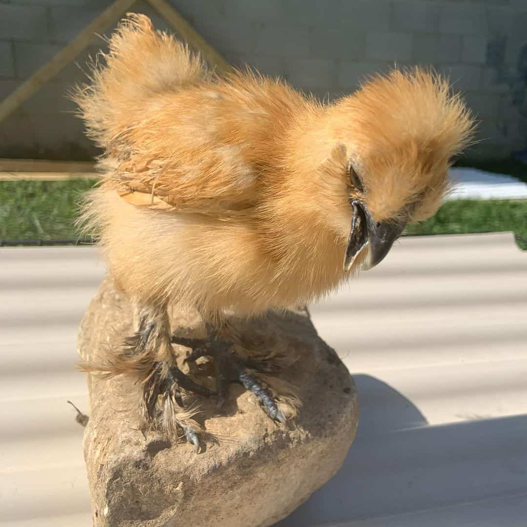 chica de cuello torcido