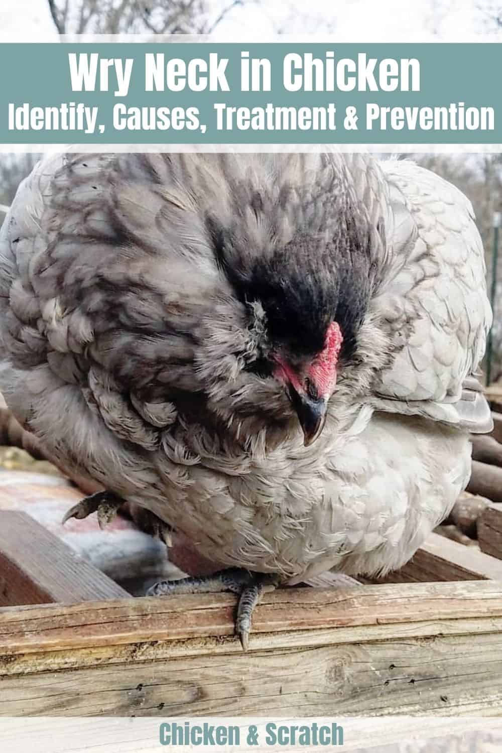 cuello torcido en pollos