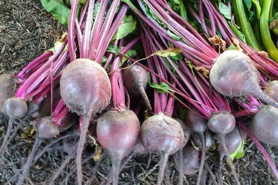 Remolachas y Nutrición