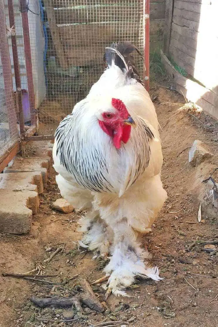 las razas de gallinas mas criollas
