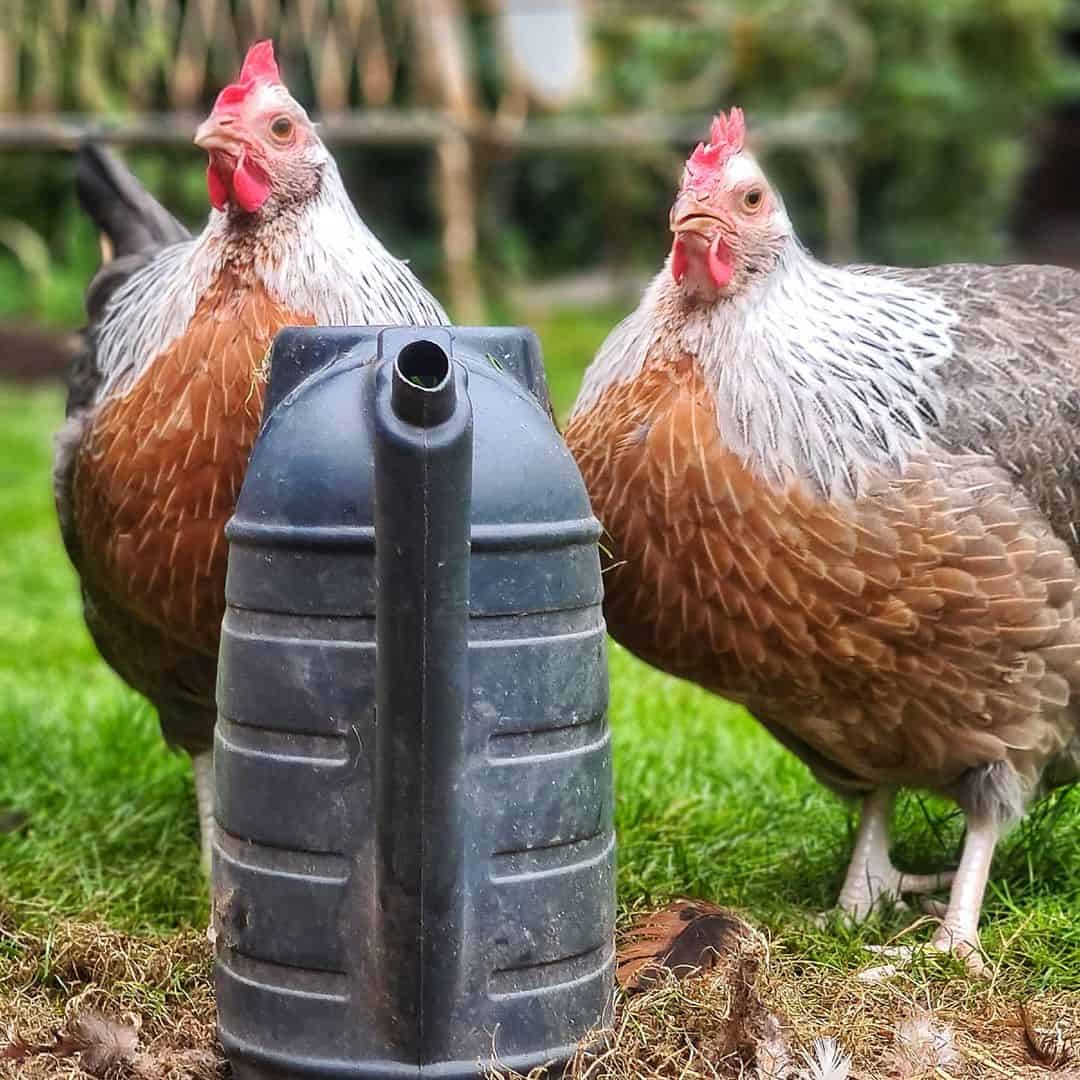 Las mejores razas de pollos de crianza.