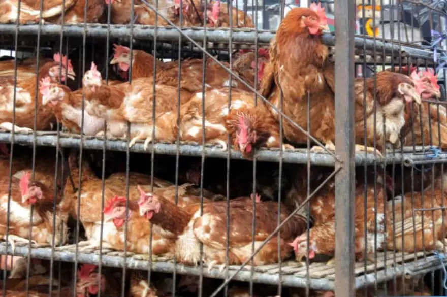 pollos de transporte