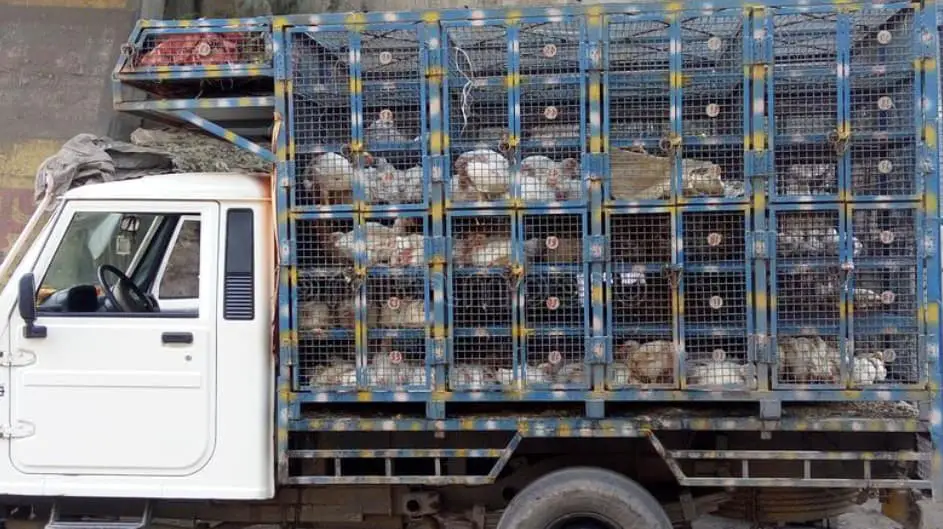 Qué hacer al transportar los pollos
