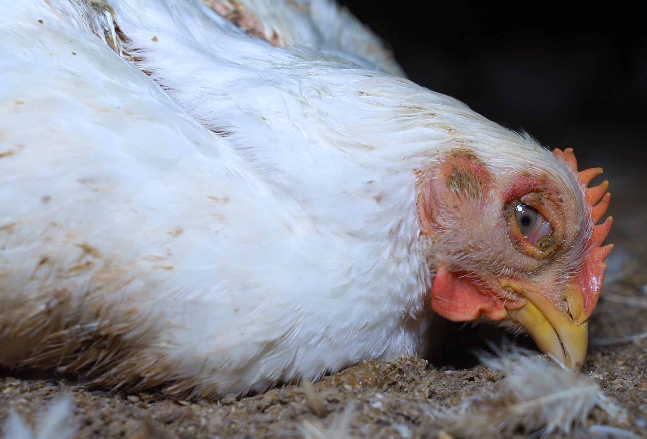 Cómo prevenir la gripe aviar en pollos