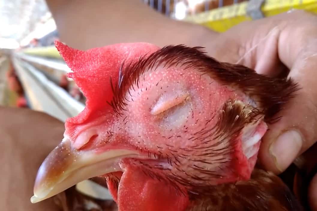 síntomas de la gripe aviar en pollos