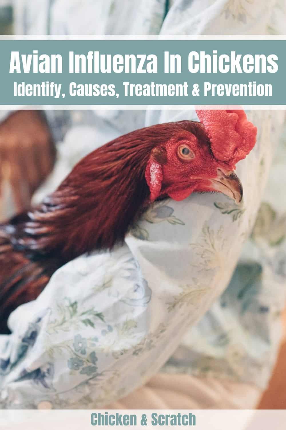 Cómo prevenir la gripe aviar en pollos