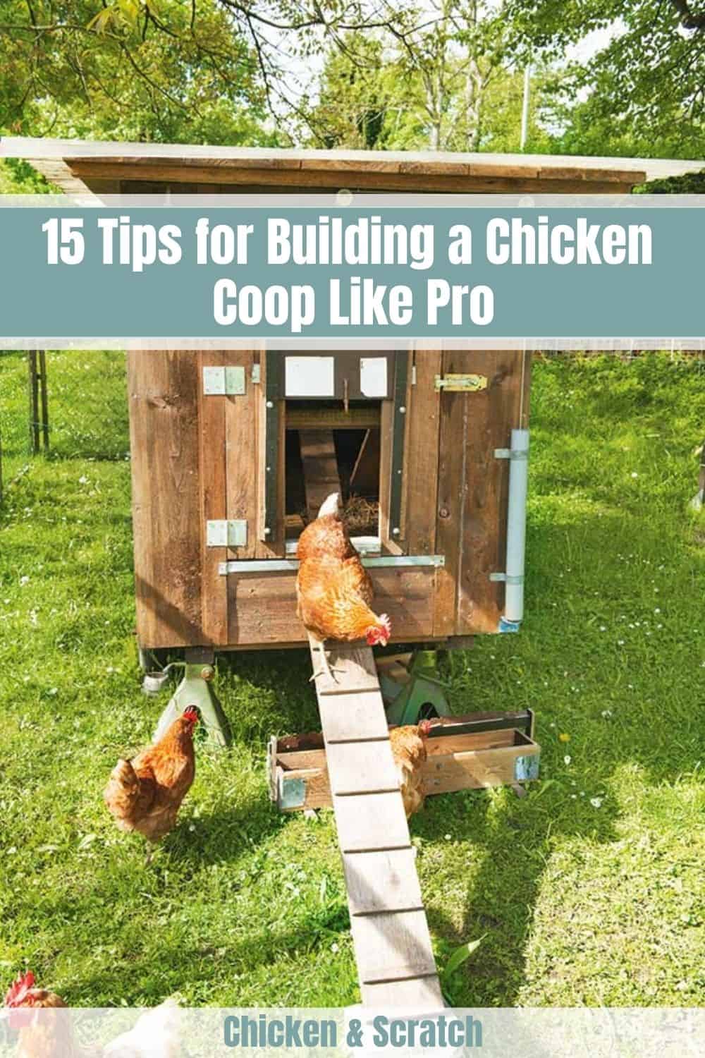 construyendo un gallinero