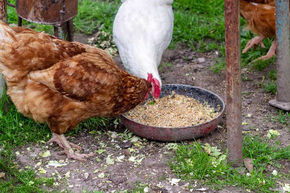 Alimenta a los pollos con semillas de chía