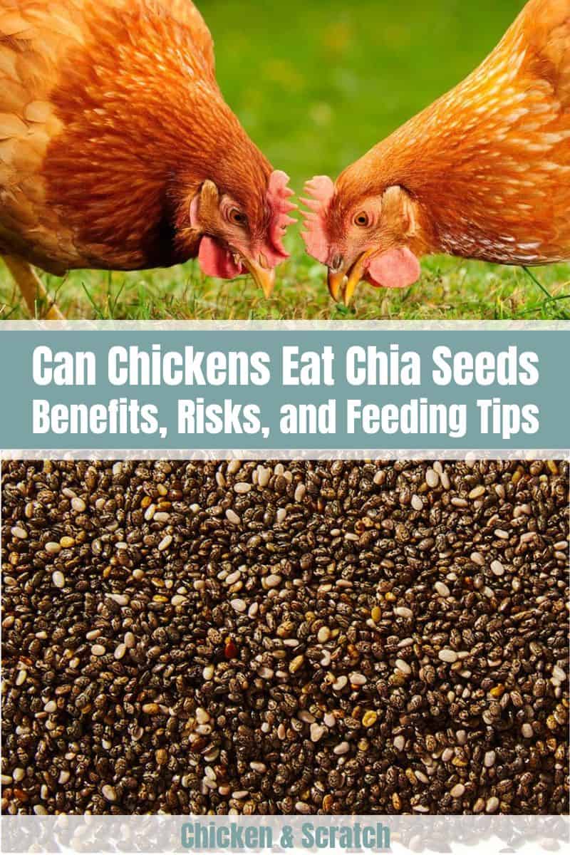 Pollo Come Semillas De Chia