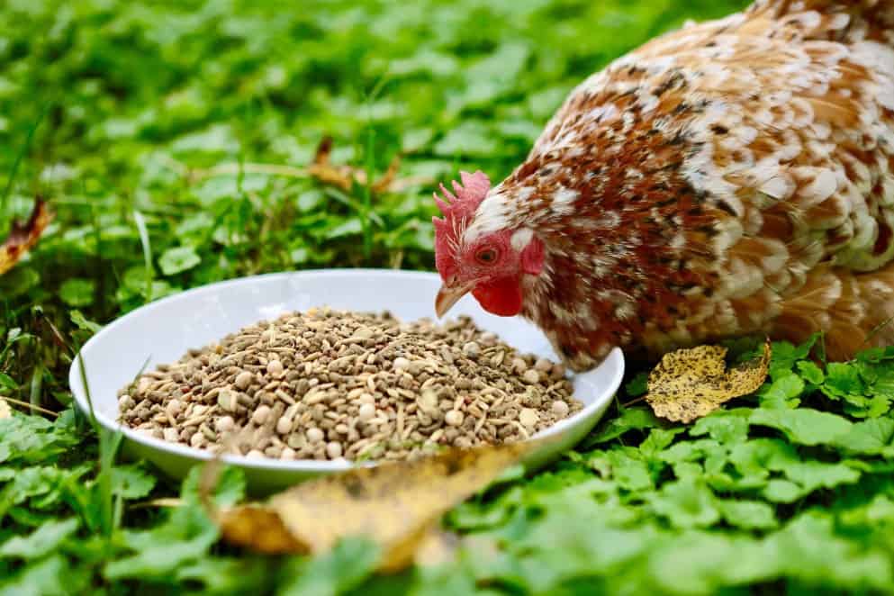 ¿Pueden los pollos comer semillas de chía?