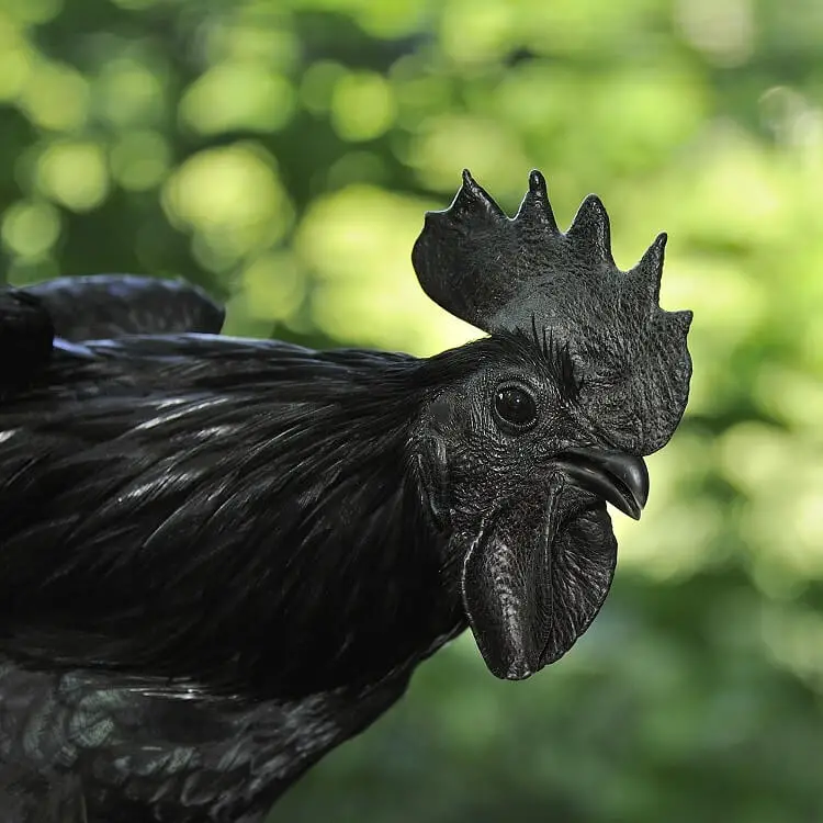 Un Ayam Cemani