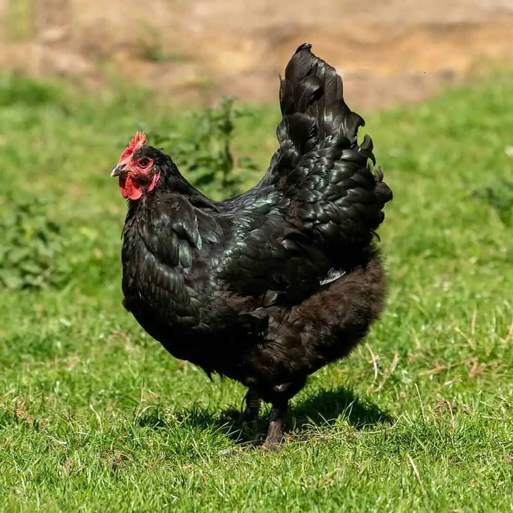 pollos para carne Croad Langshan