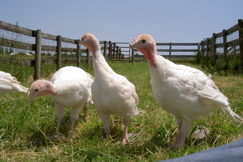comprar pollos