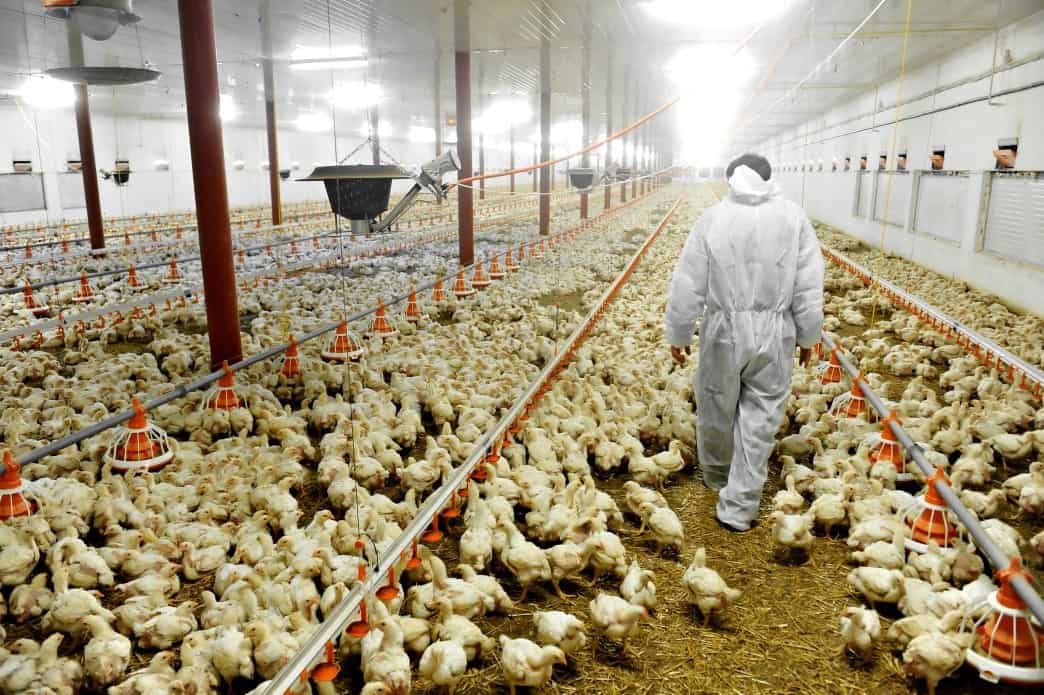 Dónde comprar pollos