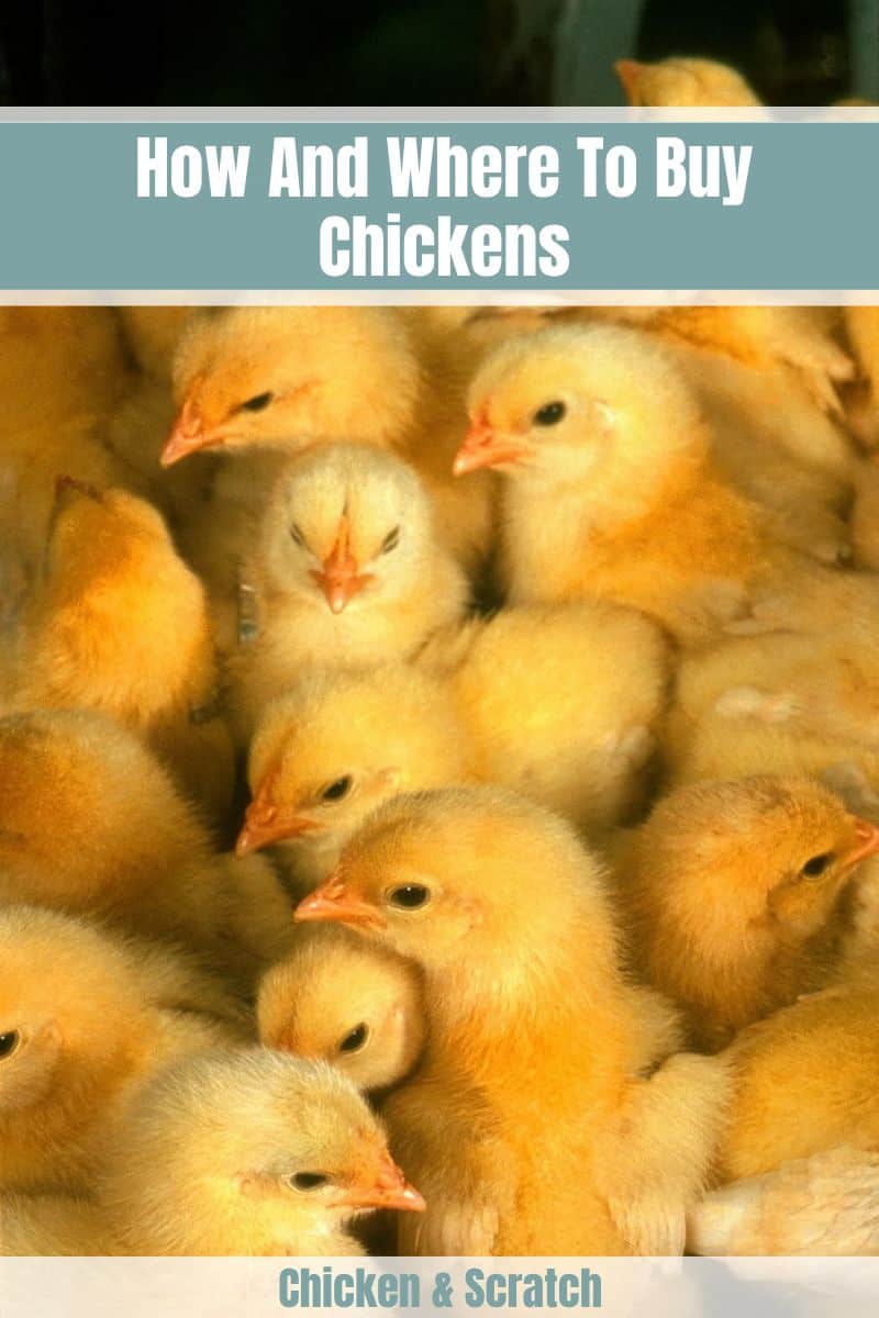 como y donde comprar pollos
