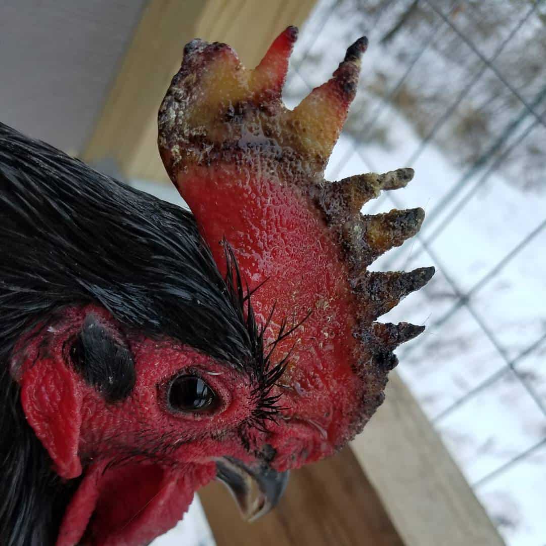congelación en peine de pollo