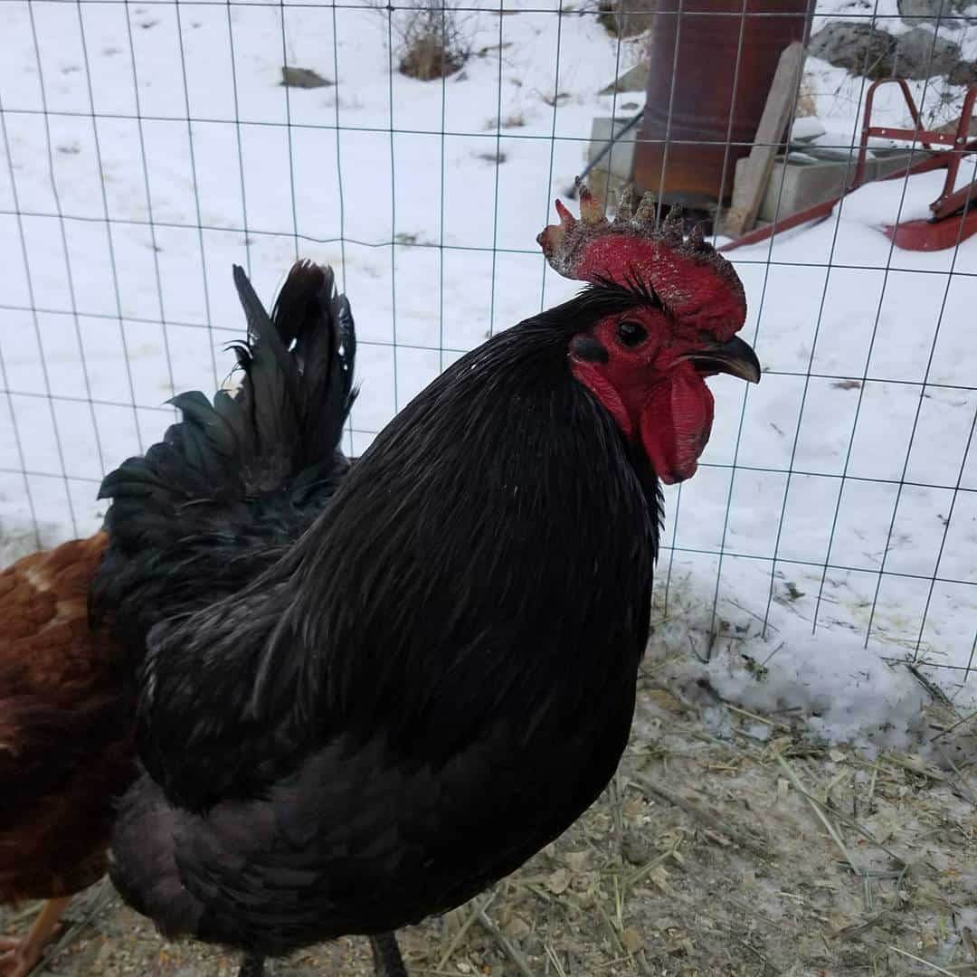 congelación de peine de gallo